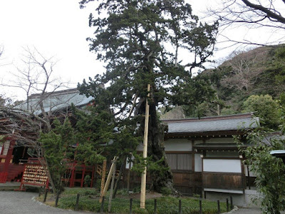 鶴岡八幡宮のビャクシン