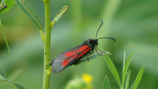 Zygaena (Zygaena) osterodensis DSC57841