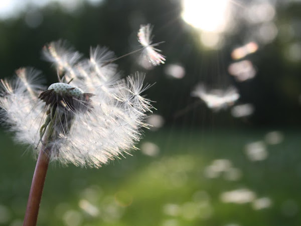 Say Nose: Stop Hay Fever Naturally