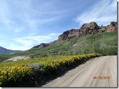 17 Jarbidge Mtn Flowers