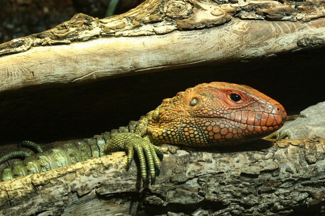 00 Cover Caiman lizard