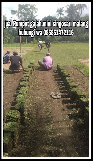 Penjual rumput taman singosari malang ( foto kerja terbaru saya ) April Tahun 2024