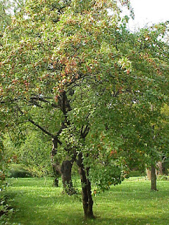 Malus florentina Ağacı