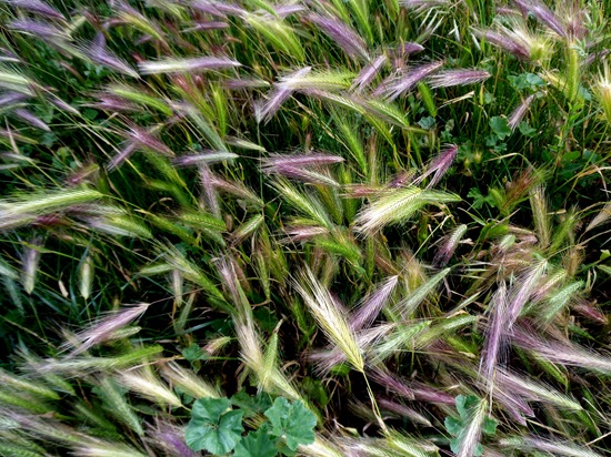 Champ de blé
