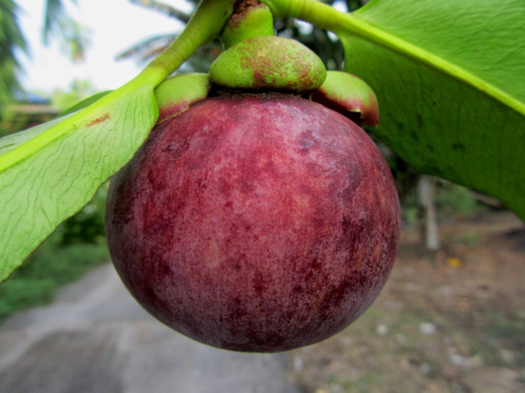  Gambar  Buah  Manggis Segar Aku Buah  Sehat