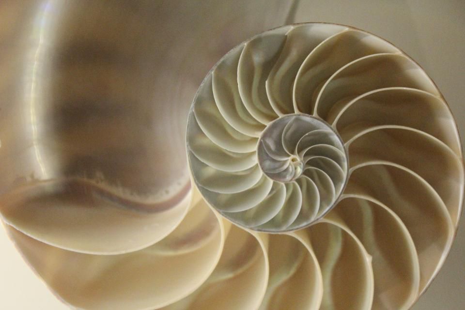 Misteri Angka Fibonacci dan Rahasia Alam Semesta