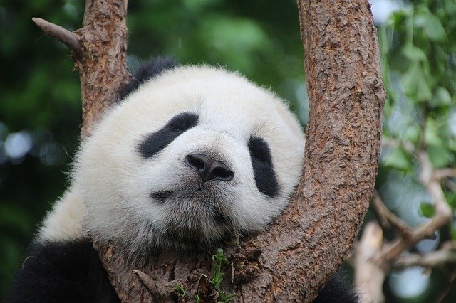 panda bear sleep