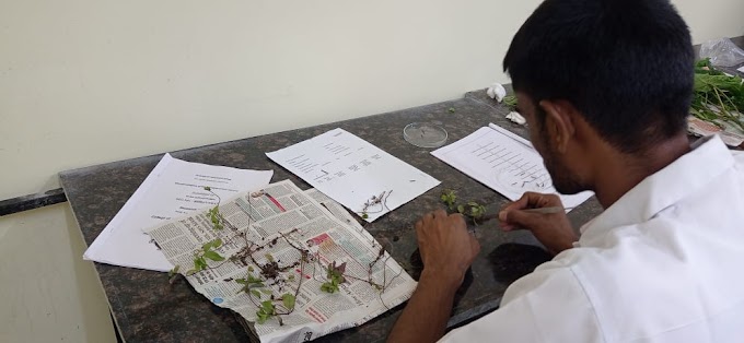 Student Performing Plant tissue culture work