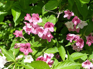 Weigelia horticole - Weigelia décoratif