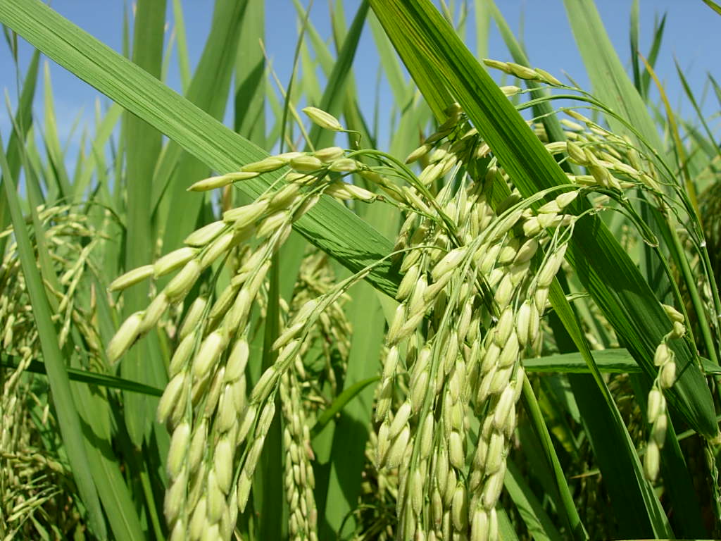 SUBHAANALLAH GALERI FOTO GAMBAR PADI SAWAH PESAWAHAN 