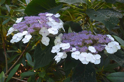 Hydrangea aspera ssp. sargentiana