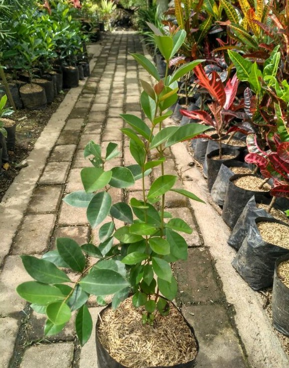 pohon jambu leci melayani proyek pengadaan Maluku