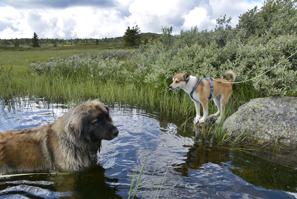 Buvasstølan Vardefjell stolpejakt  lundehund leonberger