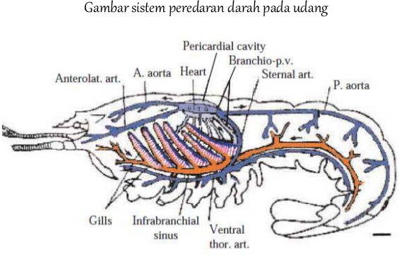 udang.