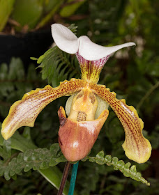 Paphiopedilum x leeanum.  RHS Wisley, 26 January 2016.