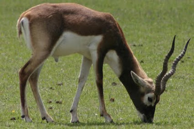 wild life of black buck antelope wallpapers