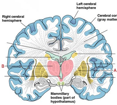 portions of the vermis.