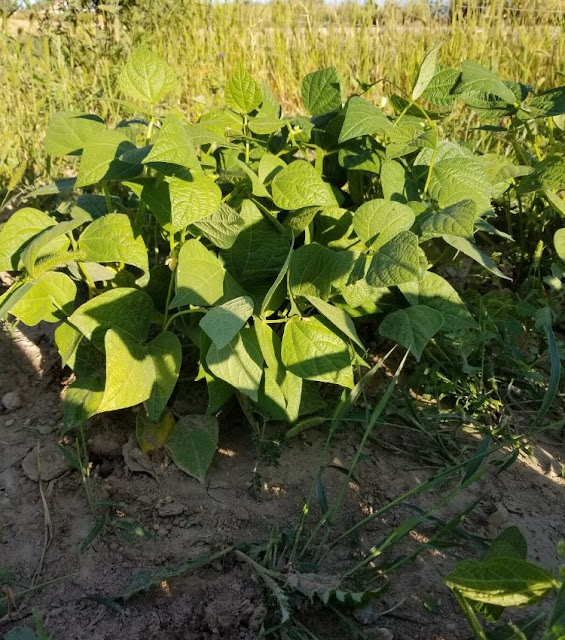 how to grow green beans