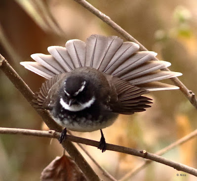 "Spot-breasted Fantail - Rhipidura albogularis, displaying its beautiful fan like tail."