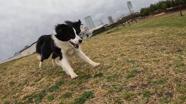 保護犬 ボーダーコリー トーマ