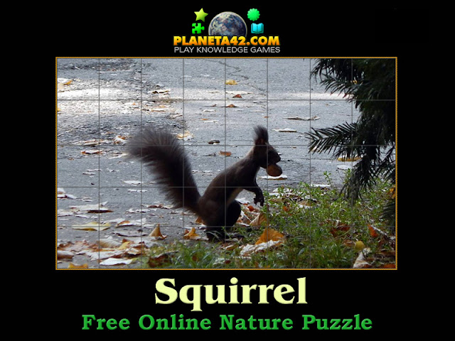 Squirrel Puzzle