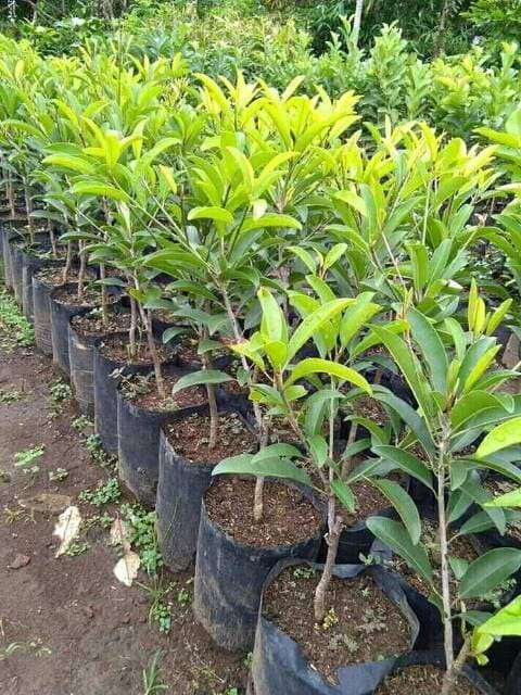 jual bibit pohon sawo jumbo yang bagus sulawesi utara Sumatra Barat