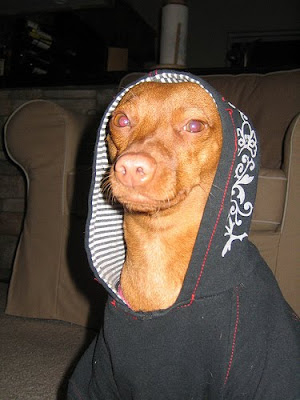 Gangsta Dog Seen On www.coolpicturegallery.us