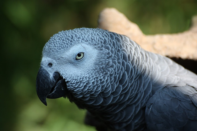 loro gris africano curiosciencia