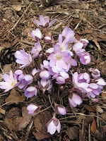 Печёночница благородная вариант благородная Hepatica nobilis var. nobilis. 