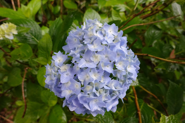 鳥取県西伯郡南部町池野 アジサイロード