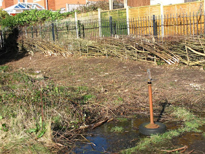 Laid hedge. Photo: Steve Yandel