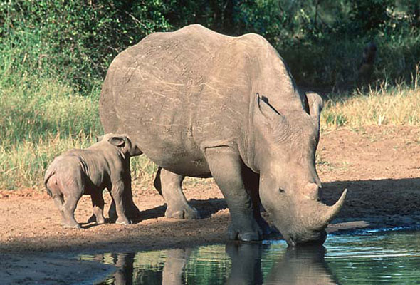 Kricpy Save Rhinos