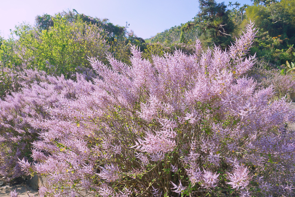 雲林古坑麝香木秘境草嶺公路30K福德宮最美土地公廟麝香木盛開