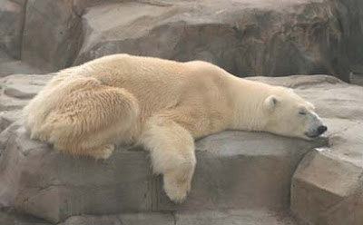 Sleeping animals photo