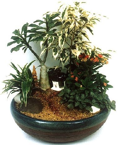 Indoor Flowering Plants