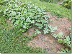 DSCF1376