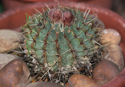 Parodia buiningii care and culture