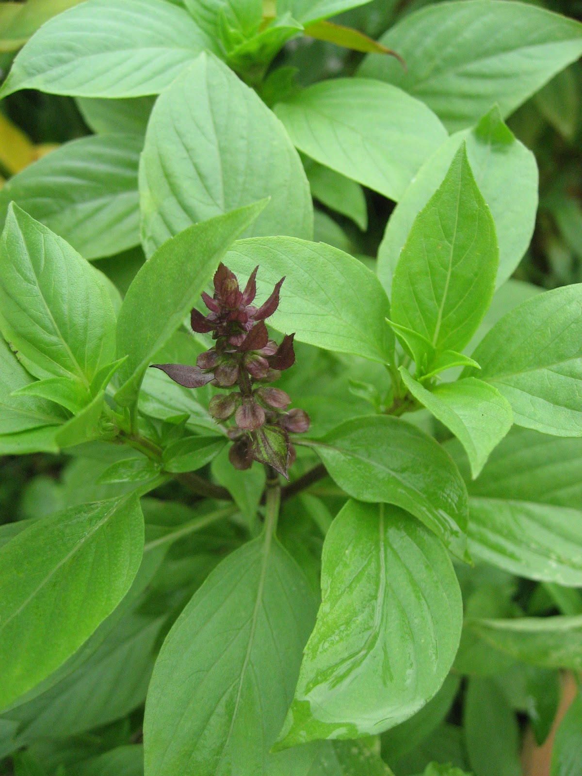 SweetieSaQi Pokok Daun Selasih or Basil Leaf SweetieSaQi Pokok Daun Selasih or Basil Leaf