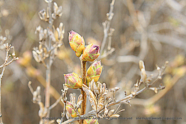 Lilac bushes first buds photography by Christy Sheeler 2016
