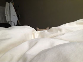 Cat wakes people up, funny cats, cat pictures