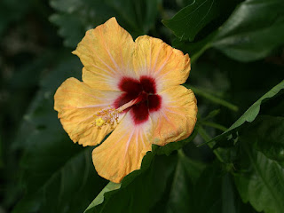 Hibiscus rosa-sinensis 'Bankok'