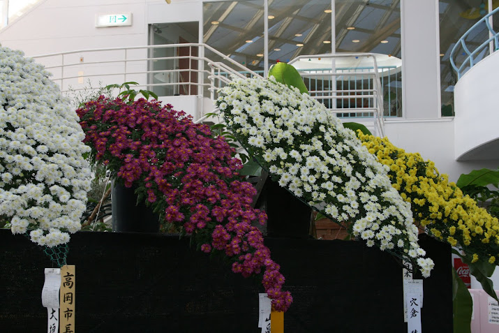 Chrysanthemum Exhibition,at Toyama Fairy Tale Forest Toyama Prefecture Japan