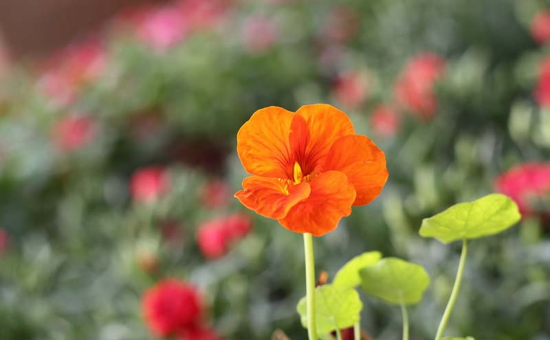 Nasturtium Flowers Nasturtium Flowers