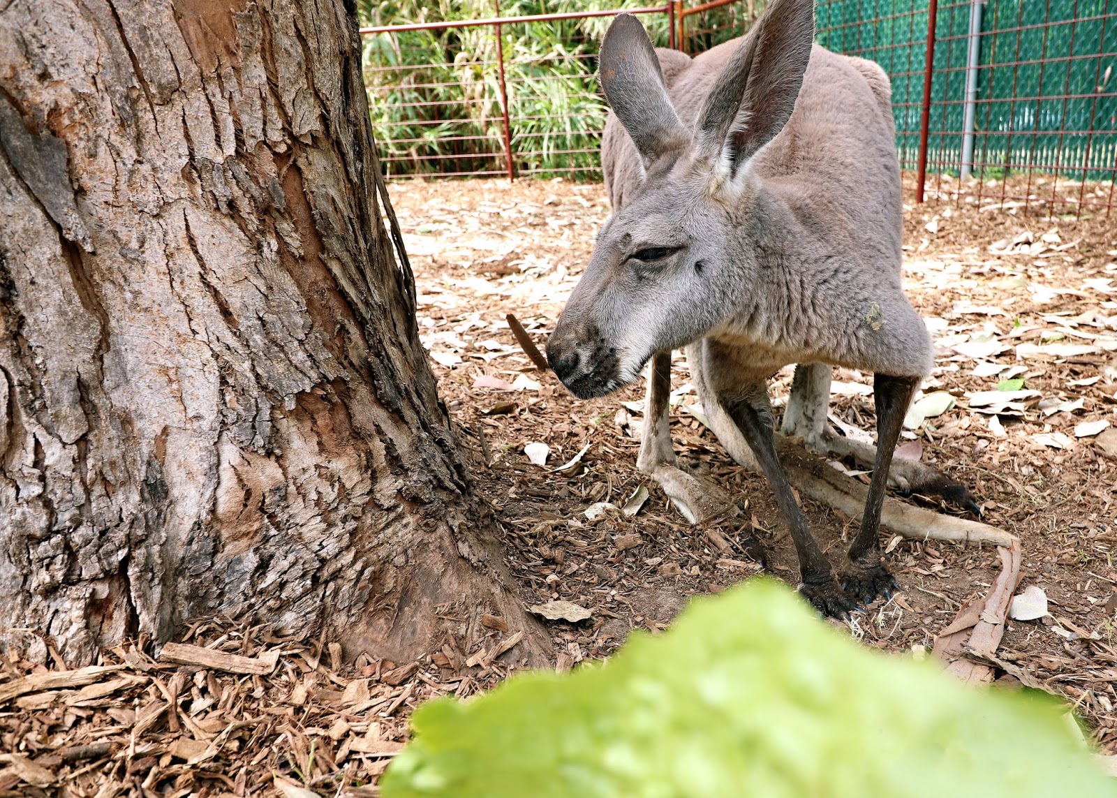 Feeding Kangaroos at the San Antonio Zoo