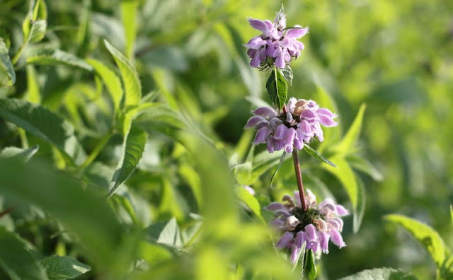 Jerusalem Sage Flowers