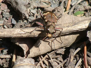 Cicindela (Cicindela) sylvicola DSC52385