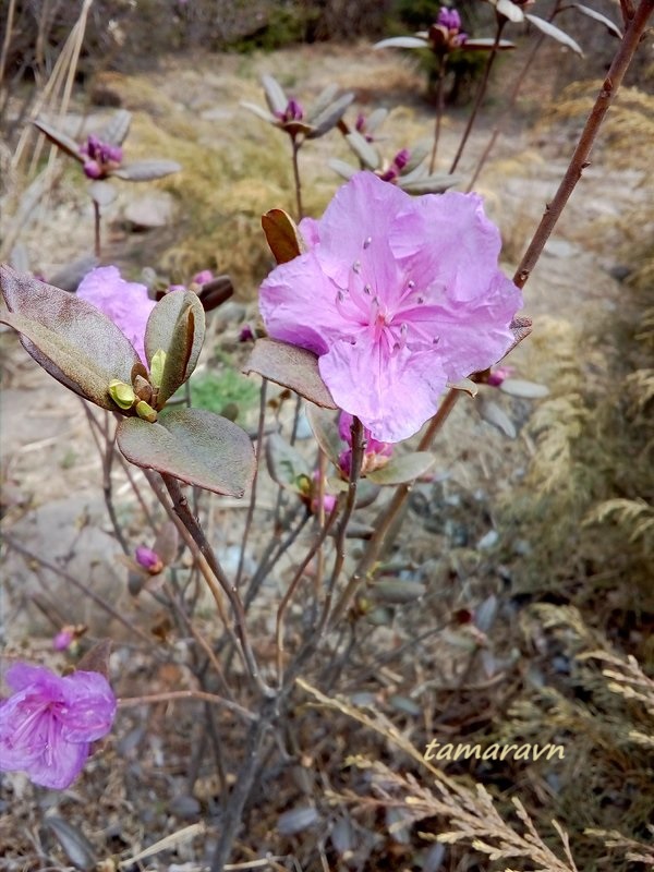 Рододендрон остроконечный (Rhododendron mucronulatum)