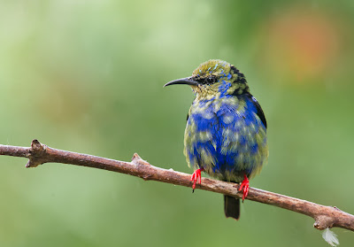 Pajarillos del paraíso - Birds of the paradise