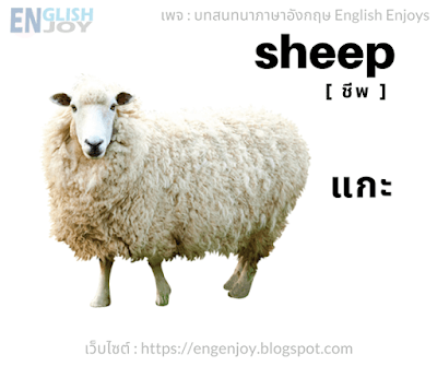 Sheep ชีพ แกะ