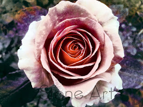 Joshua Harman, Stone Art, Stone @rt, Canvas City, Art Installations, Stone Rose, Rose, Rose Prints, Art Prints, Digital Prints